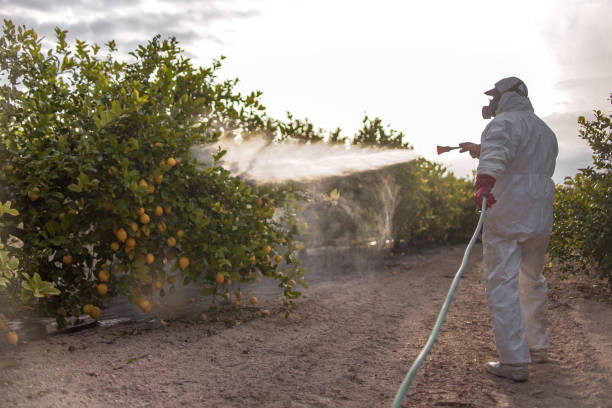 Wasp Removal Services in Rapid City, MI
