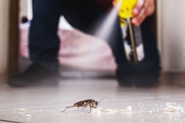 Best Insect Control  in Rapid City, MI