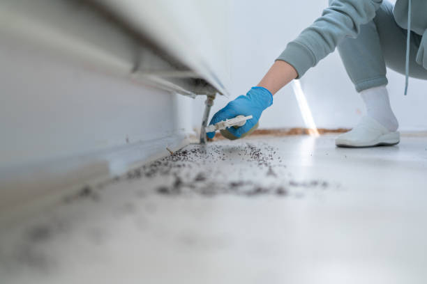 Best Local Pest Control Services  in Rapid City, MI
